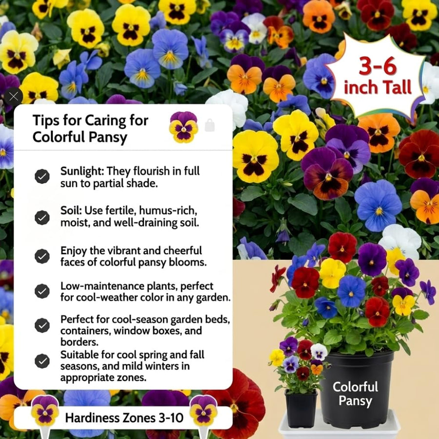 2 Pansies Plants Live in 4'' Pot, Live Pansies Live Plants for Containers and Gardens, Well-Rooted, Ideal for Spring and Fall Planting, 3-6 Inches Tall