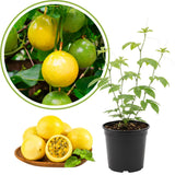 Yellow Passion Fruit Plant Live, 10-12 Inches Tall in 4 Inch Pot, Passiflora Tropical Vine for Outdoor Growing, Passionfruit Seedling