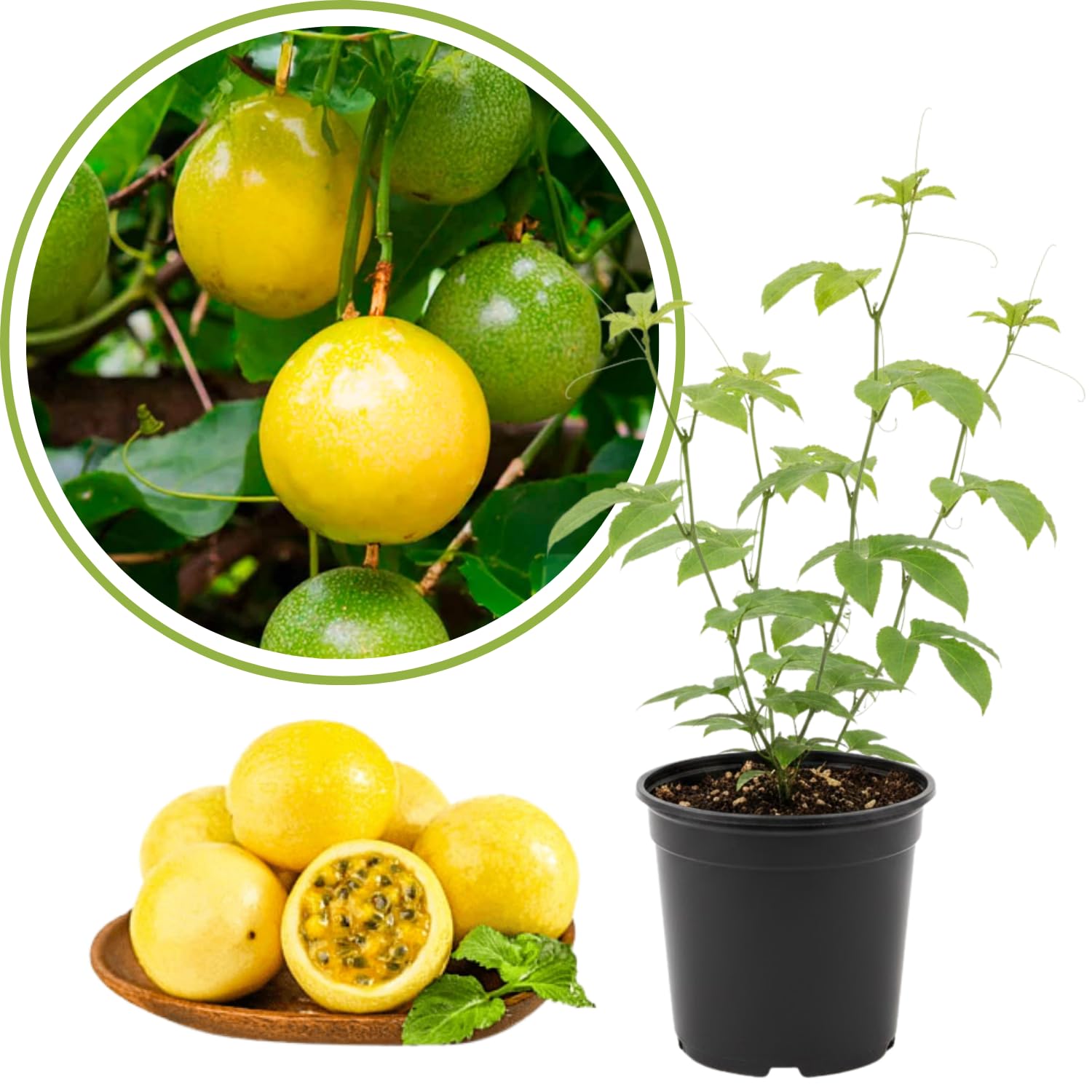 Yellow Passion Fruit Plant Live, 10-12 Inches Tall in 4 Inch Pot, Passiflora Tropical Vine for Outdoor Growing, Passionfruit Seedling