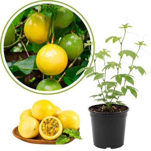 Yellow Passion Fruit Plant Live, 10-12 Inches Tall in 4 Inch Pot, Passiflora Tropical Vine for Outdoor Growing, Passionfruit Seedling