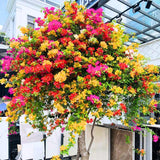 2 Bougainvillea Plants Live, Trailing Flowering Vines, 5-9” Tall, Well-Rooted Bougainvillea Trees for Outdoor Garden or Patio (Multicolor Bougainvillea)