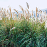 3 White Pampas Grass Plants Live, Live Pampas Grass Plant Ornamental Grass Plant Perennial, from 4 Inc to 7 Inc Tall