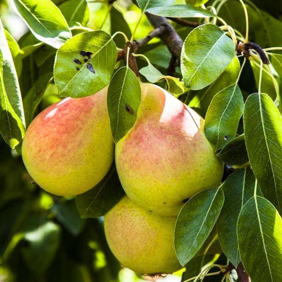 Pear Tree Live Plant 2 to 3 Feet Height, Bareroot, Pear Fruit Tree Plant Live, Pear Plant Live for Planting, Live Pear Tree