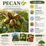 Set 2 Pecan Tree Live Plant for Planting, Edible Nut Tree, 10-12 Inches Tall, Dormant, Bare Roots, Pecan Tree Seedling for Outdoor Garden
