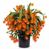 2 Orange Epiphyllum Orchid Cactus Live Plants, 6-8" in Tall Succulent for Indoor Outdoor Home Decor, Cold Hardy, Spring Planting