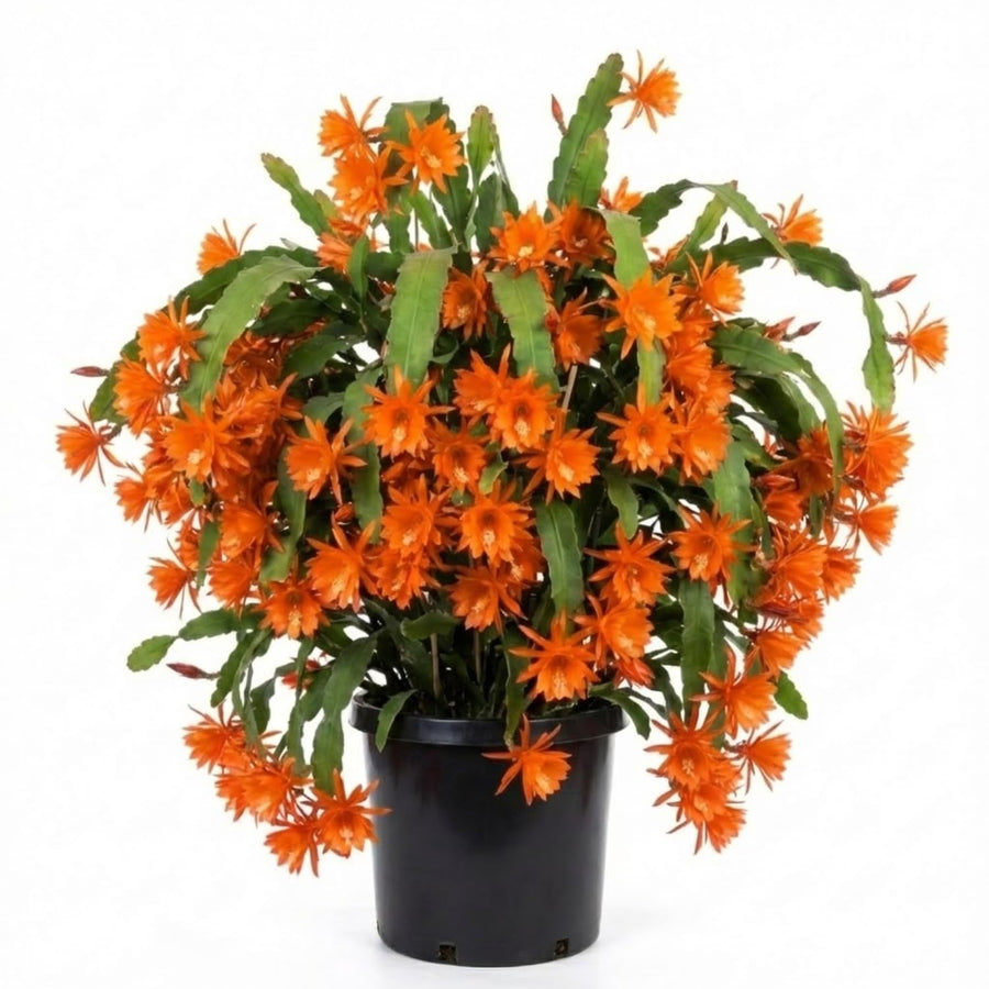 2 Orange Epiphyllum Orchid Cactus Live Plants, 6-8" in Tall Succulent for Indoor Outdoor Home Decor, Cold Hardy, Spring Planting