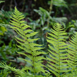 Set 10 Lady Fern Rhizomes, Ferns Starter Roots, Perennial Fern Plants, Ready to Grow