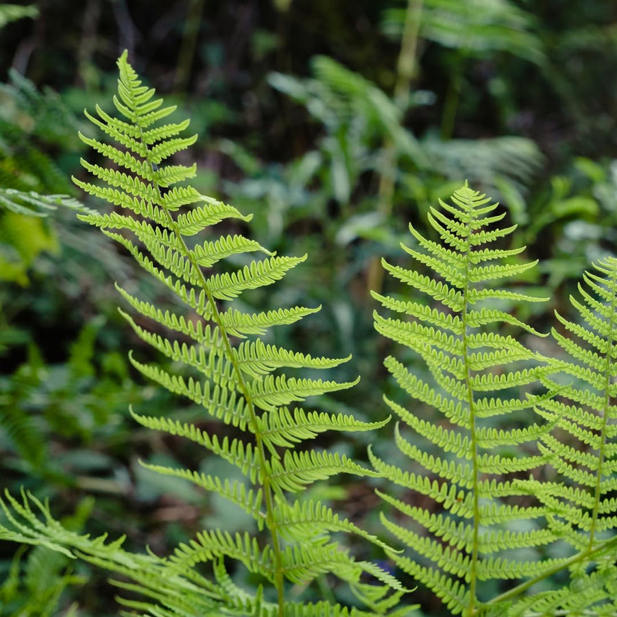 Set 10 Lady Fern Rhizomes, Ferns Starter Roots, Perennial Fern Plants, Ready to Grow