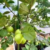 Sweet White Guava Tree Live Plant, 8-10" in Tall Tropical Fruit Tree, Zones 9-11 for Outdoor Indoor Planting