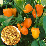 Pack 50 Orange Sweet Bell Pepper Seeds, Sweet Pepper Seeds for Garden, Vegetable Planting Seed