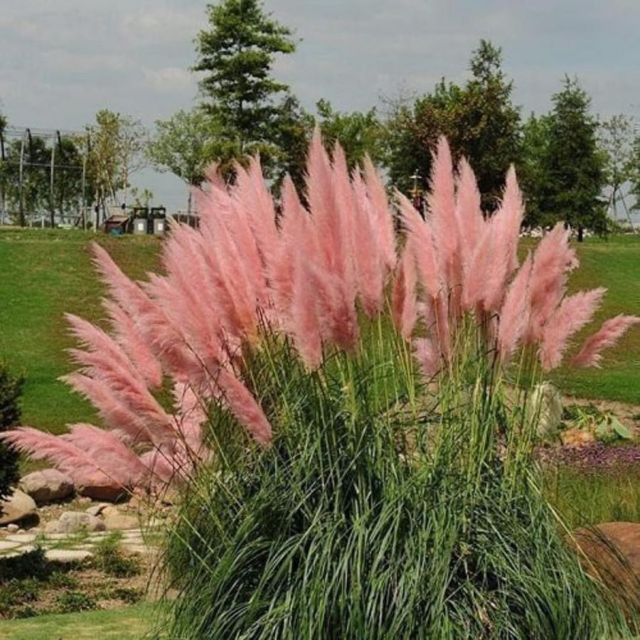 2 Plants of Pampas Grass Plants, Pink Pampas Grass Plants Live from 5 Inches in Height Ornamental Grass Plant Live Outdoor