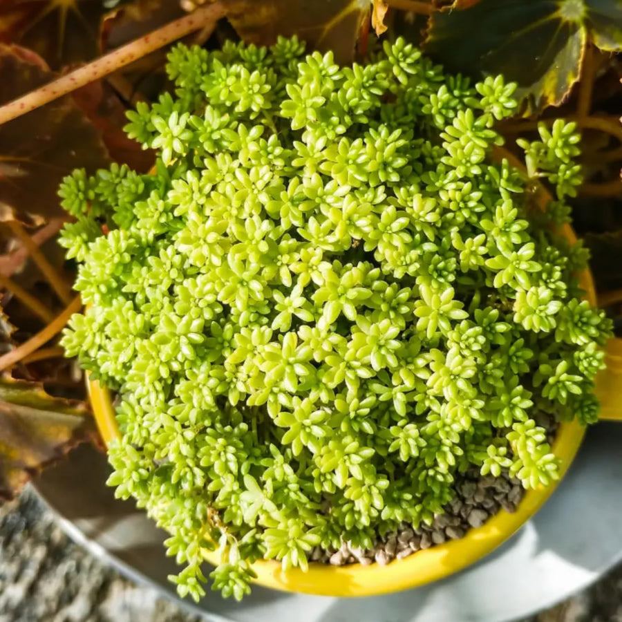 Sedum Plant Live, Small Sedum Succulent Plant, Succulent Live Plant Sedum in 6 Inches Pot for Planting in Garden