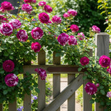 Rare Climbing Rose Bushes Ready to Plant, Well-Rooted, Hardy Roses Tree 5 to 10 Inc Tall, Fragrant, Outdoor Planting (Deep Purple-Red Stripes)