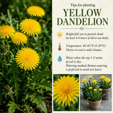 Yellow Dandelion Plants Live, Live Dandelion Plant, 4-6 Inc Tall, Easy Growing Flower for Container, Backyard, Outdoor Garden
