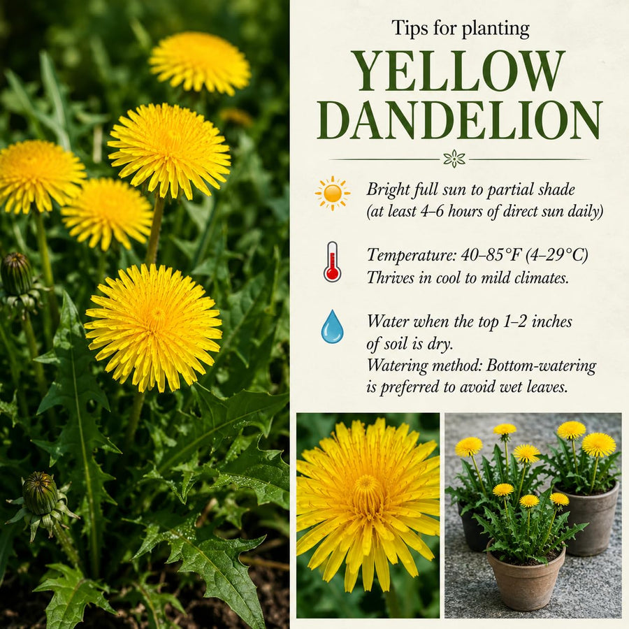 Yellow Dandelion Plants Live, Live Dandelion Plant, 4-6 Inc Tall, Easy Growing Flower for Container, Backyard, Outdoor Garden