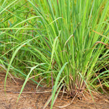 2 Lemon Grass Live Plants, Lemongrass Plant Herb Plant from 7 inches Tall, Lemongrass Plants Live for Home Garden Patio