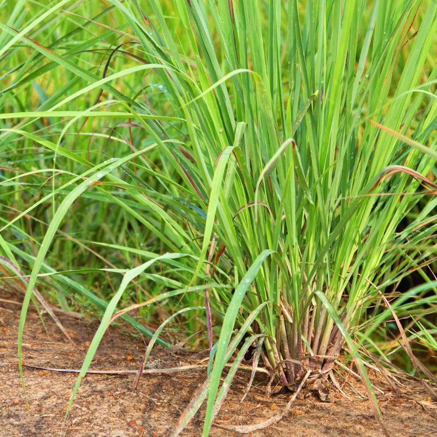 2 Lemon Grass Live Plants, Lemongrass Plant Herb Plant from 7 inches Tall, Lemongrass Plants Live for Home Garden Patio