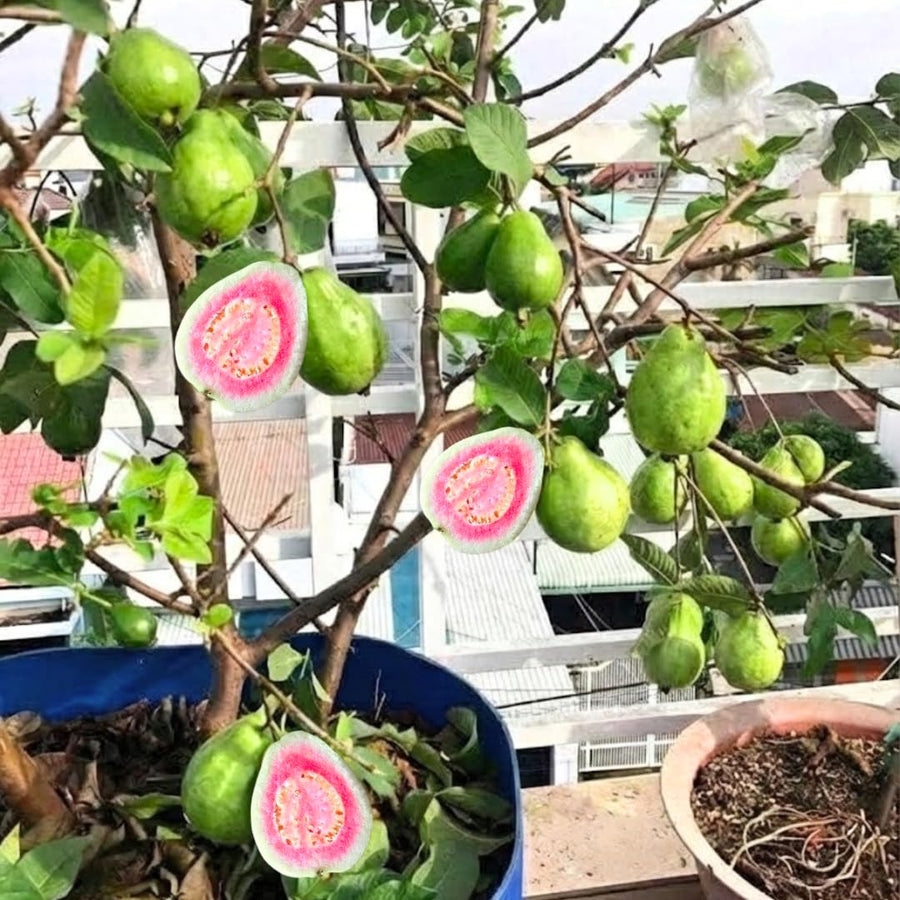 Sweet Pink Guava Tree Live Plant, Potted 8-10" in Tall Tropical Fruit Tree, Zones 9-11 for Outdoor Indoor Planting