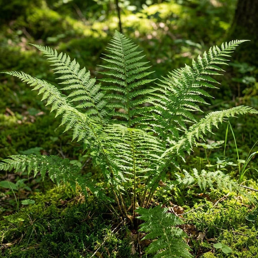 10 Lady Fern Live Rhizomes, Shade Perennial Fern Plants for Outdoor Growing, Hardy, Fast Growing