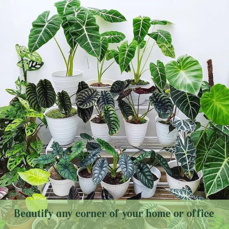 Alocasia Plant Live, Rare Elephant Ear Plant Indoor in 4 Inch Pot, Tropical Foliage, Compact Houseplant for Office, Room and Home Décor - Green Vein