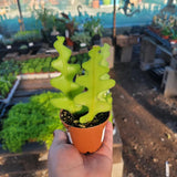 Fishbone Cactus Live Plant in Pot, Starter Epiphyllum Cactus for Hanging Basket Succulents Plant Live, 6-7" Tall in 2" Pot Houseplant Trailing Indoor