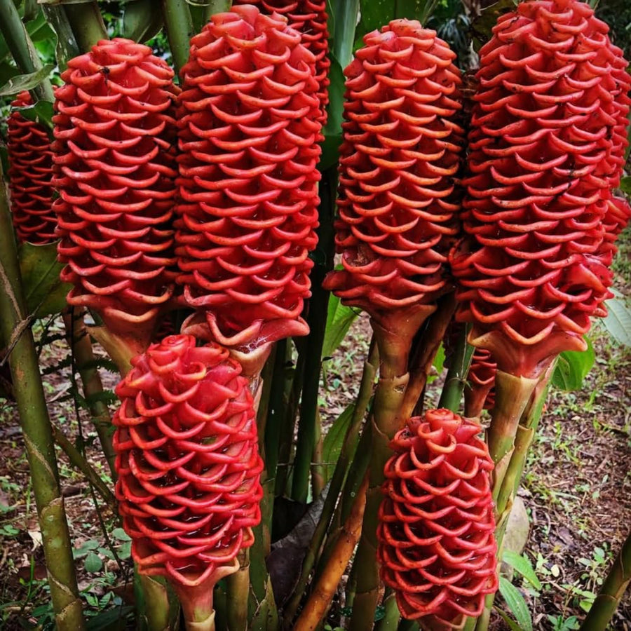 Live Plant Awapuhi Shampoo Ginger, Cold Hardy, 5-9" in Tall Red Ginger Oudoor Planting, Pinecone Zerumbet Zingiber, Ginger Lily Flowers