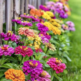 250 Zinnia Seeds for Planting, Mixed Color Flower Seeds, Ready to Grow Annual Blooms for Garden, Containers