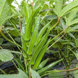 60 Okra Seeds for Planting Garden, Okra Vegetable Seeds for Yard and Backyard