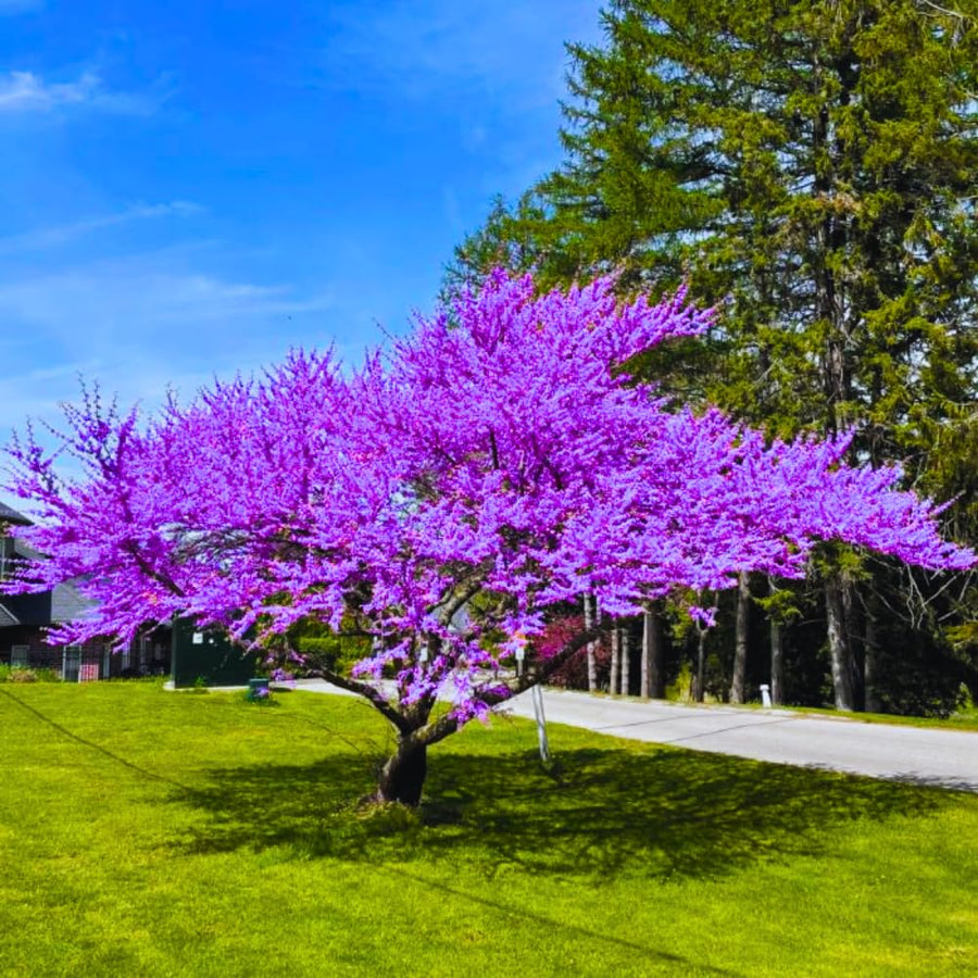 2 Eastern Redbud Trees Live Plants Dormant Seedling, 6 to 14 Inches Tall, Purple Flowers Red Bud Tree for Growing