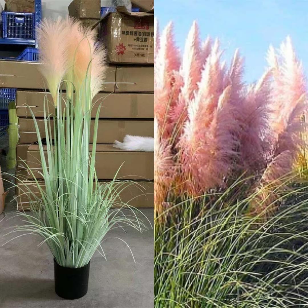 3 Pink Pampas Grass Plants Live, Live Pampas Grass Plant Ornamental Grass Plant Perennial, from 5 Inc to 8 Inc in Height