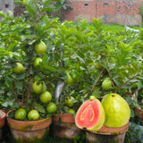 4 Pink Guava Trees Live Plants for Planting, 5 to 10 Inc Tall, Zones 9-11
