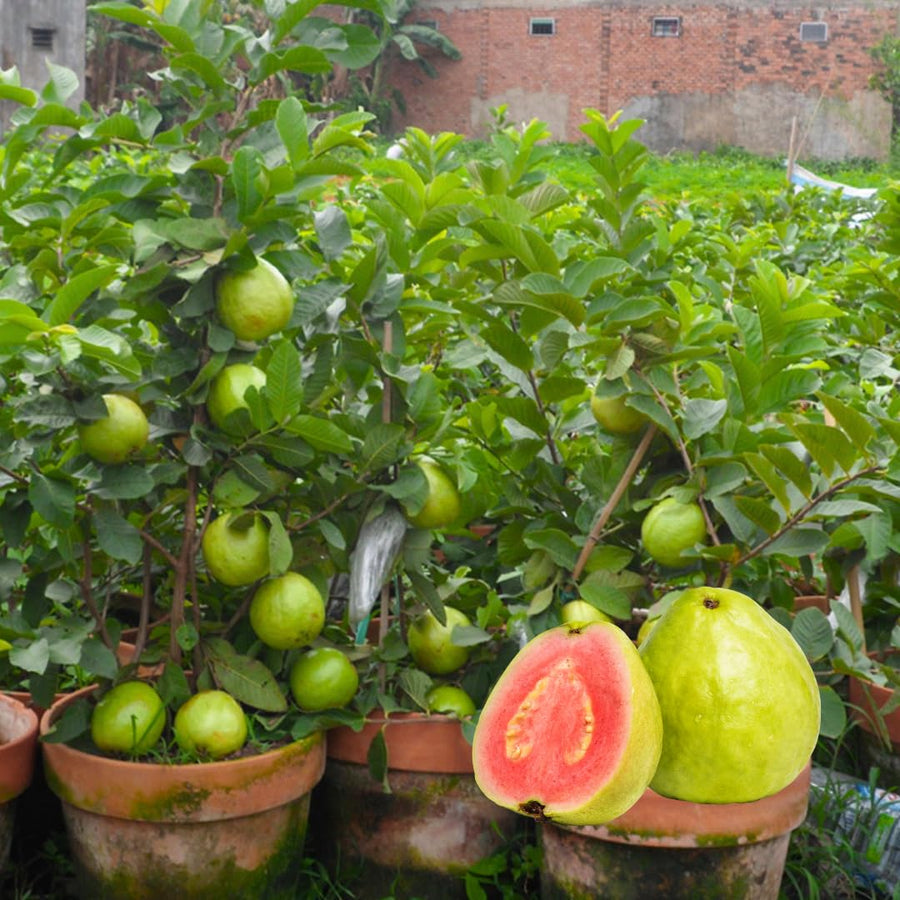 4 Pink Guava Trees Live Plants for Planting, 5 to 10 Inc Tall, Zones 9-11