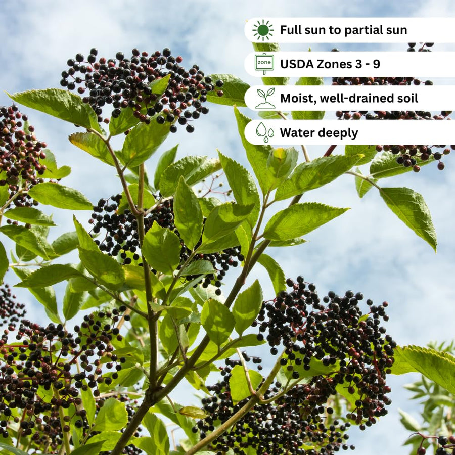 Elderberry Plant Live for Planting, Elderberry Plant Live, 2-3 Feet Tall, 1 Gallon Pot, Cold Hardy Berry Bush for Outdoor Garden