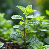 Fragrant Mint Plant Live, 4-6 Inches, Culinary Mint Herb for Indoor Outdoor Gardens (Peppermint)