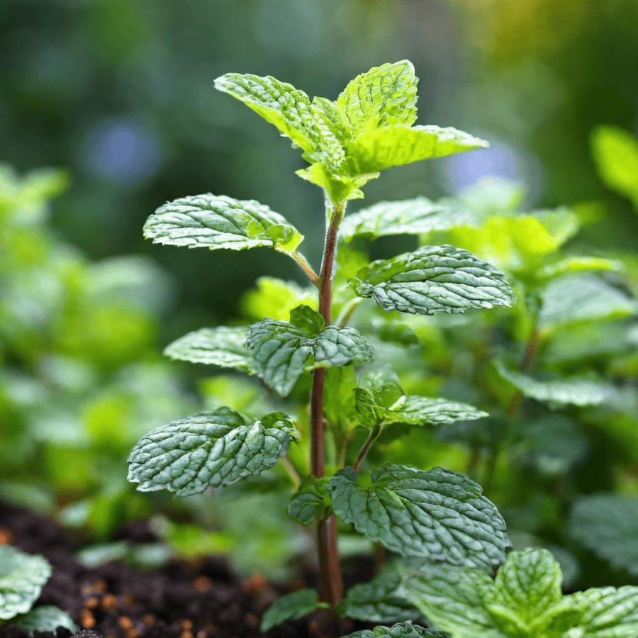 Fragrant Mint Plant Live, 4-6 Inches, Culinary Mint Herb for Indoor Outdoor Gardens (Peppermint)