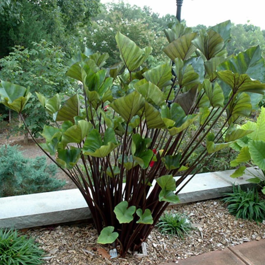 3 Colocasia Plants Live, Elephant Ear Caladium Esculenta Plants, 5 to 8 Inc Tall (Tea Cup)