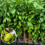 Guanabana Soursop Tree Live Plant, 6-10 Inch Tall, Sweet Soursop Plant Live, Well-Rooted, Half Gallon Pot, Tropical Soursop Fruit Tree