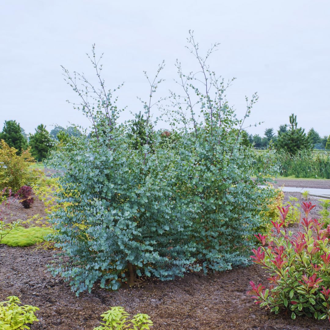 2 Medium Silver Dollar Eucalyptus Tree, Eucalyptus Plant Live, 5-7 Inches Tall, Dormant, No Leaf Until Spring, Fragrant Leaf for Home Decor