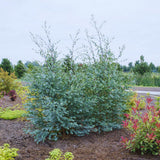 2 Medium Silver Dollar Eucalyptus Tree, Eucalyptus Plant Live, 5-7 Inches Tall, Dormant, No Leaf Until Spring, Fragrant Leaf for Home Decor
