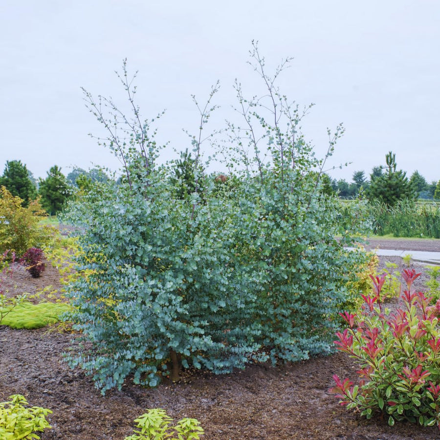 2 Medium Silver Dollar Eucalyptus Tree, Eucalyptus Plant Live, 5-7 Inches Tall, Dormant, No Leaf Until Spring, Fragrant Leaf for Home Decor
