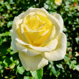 Rose Bush Live Plant - Heirloom Rose Plant Live - Fragrant Rose Flowers Hybrid Tea Rose Seedling - Bareroot with Soil 5-10 Inc Tall (Light Yellow Rose)