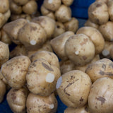 48 Jicama Seeds for Planting, Sweet Root Vegetable for Garden Growing