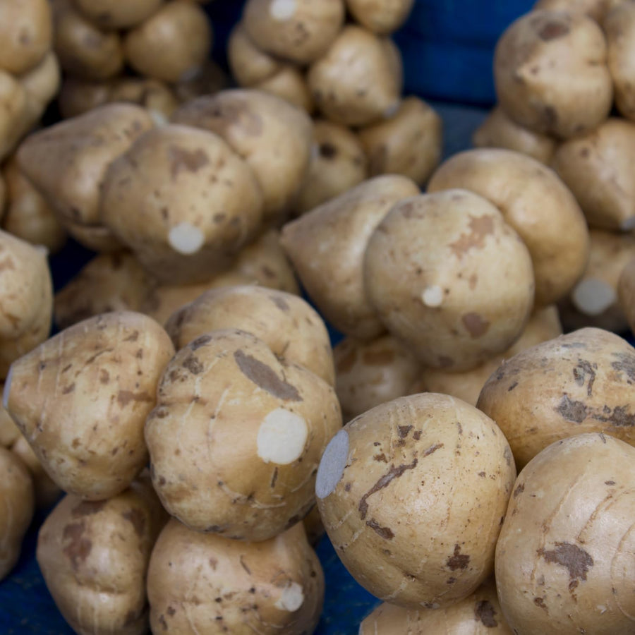 48 Jicama Seeds for Planting, Sweet Root Vegetable for Garden Growing
