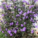 2 Mexican Petunias Live Plants - Petunia Plants Live, Live Petunia Plants Outdoor Garden - Zone 8 to 11, Size 4 to 7 Inch Tall, Purple