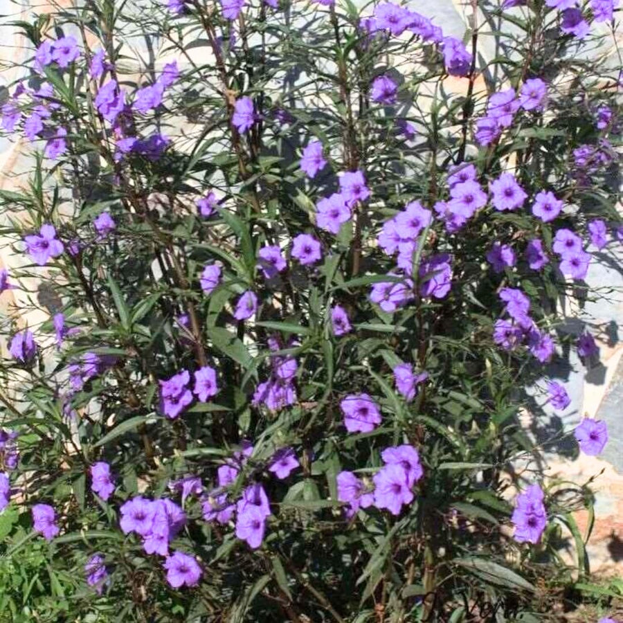 2 Mexican Petunias Live Plants - Petunia Plants Live, Live Petunia Plants Outdoor Garden - Zone 8 to 11, Size 4 to 7 Inch Tall, Purple