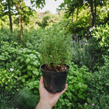 Set 2 Rosemary Plants Live 4-6'' Tall, Upright Rosemary Herb Plants, Container and Garden Planting