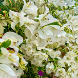 2 Bougainvillea Plants - Variegated Bougainvillea Flower Plants Live in Garden - 4 to 5 Inches Height Rooted Bougainvillea Plants - Grow Well Outdoor