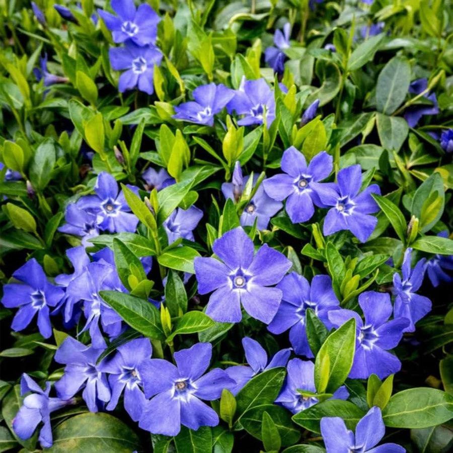 Pack 36 Periwinkle Vinca Plants Live, Creeping Vinca Minor Vine Ground Cover for Planting Outdoors, from 5 Inc Tall Well Plugs