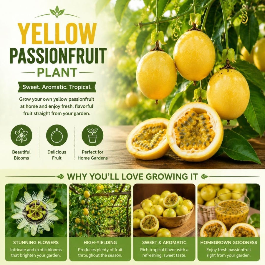 Yellow Passion Fruit Live Plant, 4-8 Inch Tall, Tropical Passion Fruit Vine for Outdoor Garden Planting, No Pot