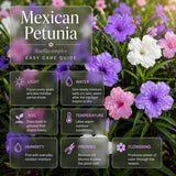 2 Assorted Mexican Petunia Live Plants 4 Inch Pot, Hardy Live Petunia Flowering Garden Plant, Perennial Ground Cover, Long Blooming Season